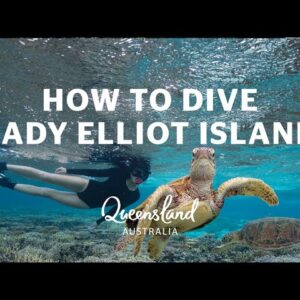 A diver's guide to Lady Elliot Island