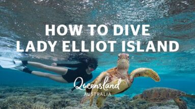 A diver's guide to Lady Elliot Island