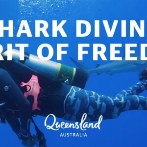 Adventures Like This | Shark Dive with Spirit of Freedom