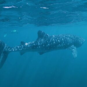 Exmouth Dive & Whalesharks Ningaloo in WA | It's All Good Down Under | Come and Say G'day