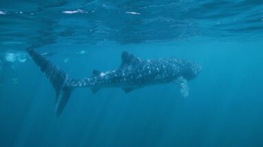 Exmouth Dive & Whalesharks Ningaloo in WA | It's All Good Down Under | Come and Say G'day