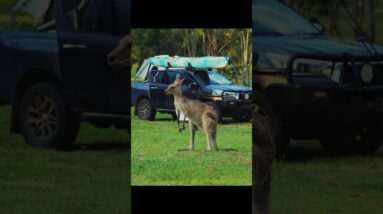 Lake Cressbrook Queensland #travel #queensland #nature #explore #kangaroo #pelicans