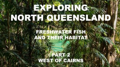 Exploring Cairns North Queensland Freshwater Fish and Their Habitat Part Two west of Cairns.