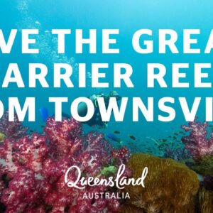 How to dive the Great Barrier Reef from Townsville