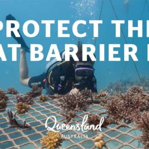 How you can help the Great Barrier Reef
