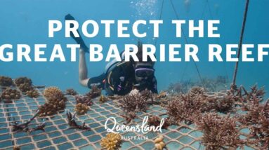 How you can help the Great Barrier Reef