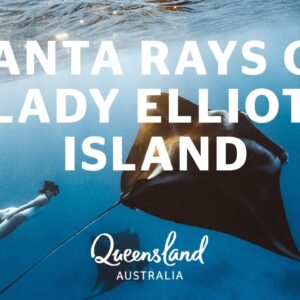 Learn about manta ray behaviour on Lady Elliot Island
