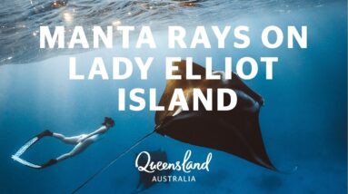 Learn about manta ray behaviour on Lady Elliot Island