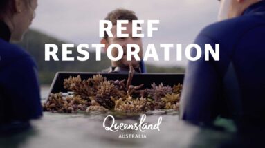 Learn about Queensland's Great Barrier Reef restoration