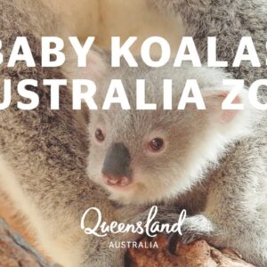 Meet Australia Zoo's new baby koala joeys