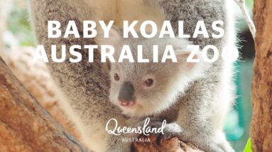Meet Australia Zoo's new baby koala joeys