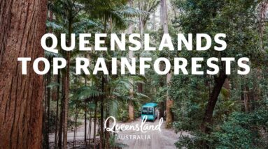 Queensland's top rainforests to add to your bucket list