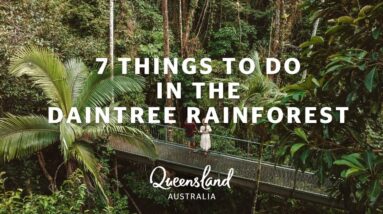 MUST DO DAINTREE EXPERIENCES...7 things to do in the Daintree Rainforest